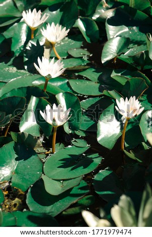 Portrait of white water lilies near full bloom on a small pond
