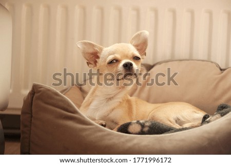 Closeup portrait of small funny beige mini chihuahua dog, puppy laying in dog bed
