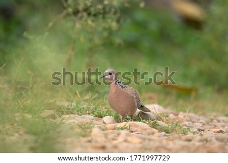 Spotted Dove Bird on ground in search of Food 