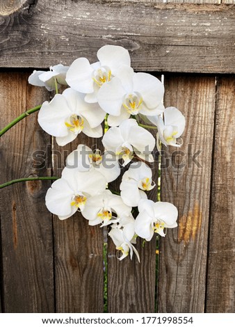 White orchid(Phalaenopsis ) on a wooden background. Top view