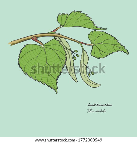 Vector illustration of the leaf of a Tilia cordata, commonly known as a small-leaved lime Royalty-Free Stock Photo #1772000549
