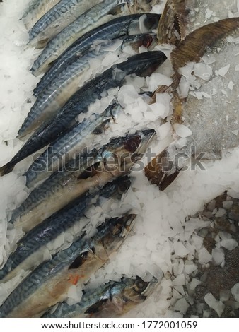 Fresh frozen fish lies on a counter for sale in a supermarket