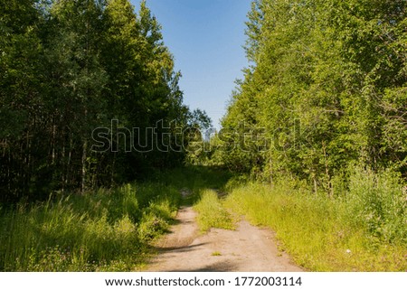 dirt road through the forest