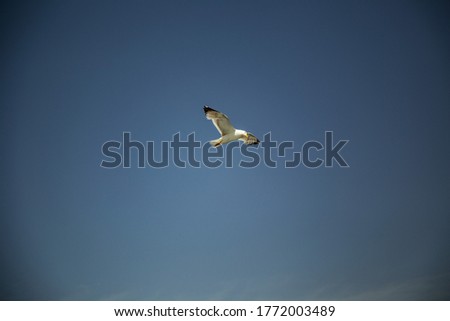 Single sea gull flying against background of blue sky above the water