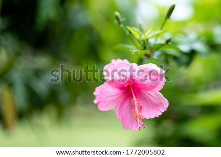 Pink Hibiscus Flower In Garden