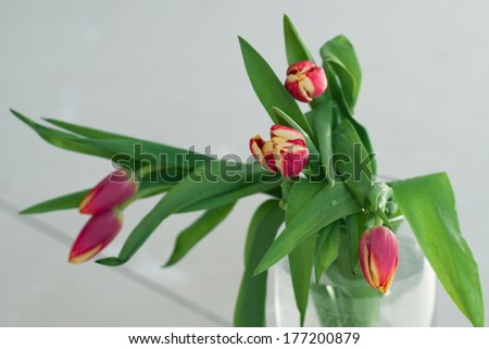 two-colored tulips in a glass vase.gift on the eighth of March. gift on a Valentine`s day.  a bunch of  flowers.a gift of flowers. a bunch of tulips. picture post card with tulip.Wallpaper with tulips