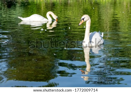 Beautiful swans swimming in pond in park.