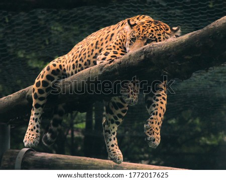 Leopard laying on a tree branch.