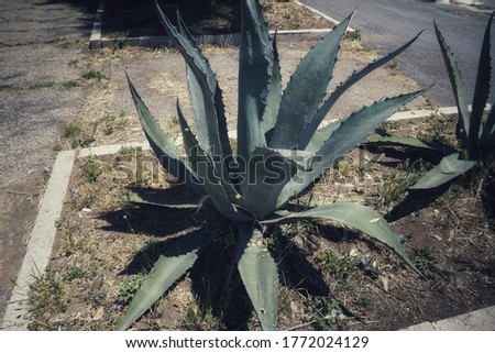 Agave americana L. is a species of succulent plant belonging to the Agavaceae family.