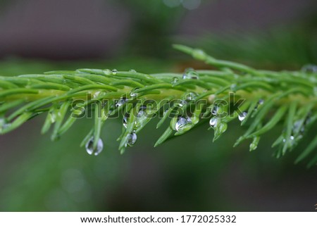 Transparent drops after rain on spruce branches.