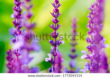 Extreme close up view of defocused beautiful purple fresh flower in with soft green leaves. Macro detail blurry backdrop of violet freshness wild flowers bloom with pink and lilac pistil and stamen
