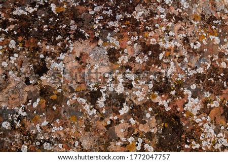 Colorful lichens growing on limestone