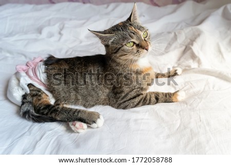 beautiful disabled cat with big green eyes in a disposable diaper is lying on a white sheet on the bed. Cat with paralyzed hind legs. Royalty-Free Stock Photo #1772058788