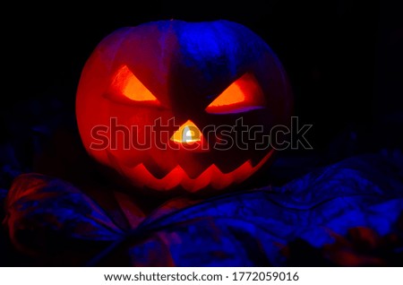 Glowing pumpkin with a candle inside close-up in the foliage with blue illumination. Halloween decorations, background.