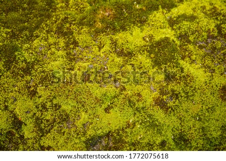 Abstract selective focus and blurred effect green moss texture, background for concept of environment, ecosystem, ecology, zoology and eco-friendly.
