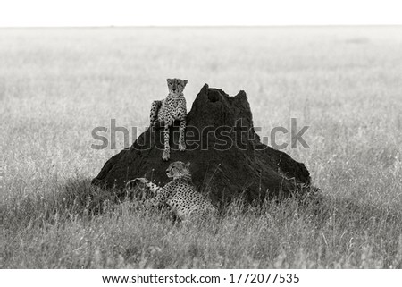 Two cheetahs resting before hunting (black and white image) 
