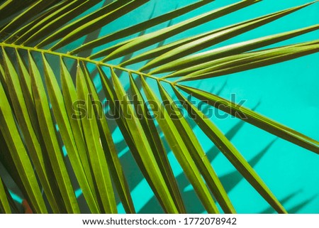 Artistic image of a green palm leaf pattern on bright blue background