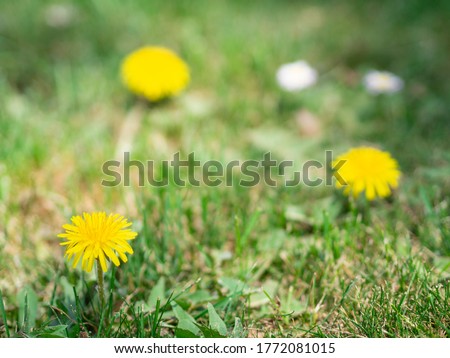 Spring wildlife concept. Meadow with Yellow dandelions and green grass