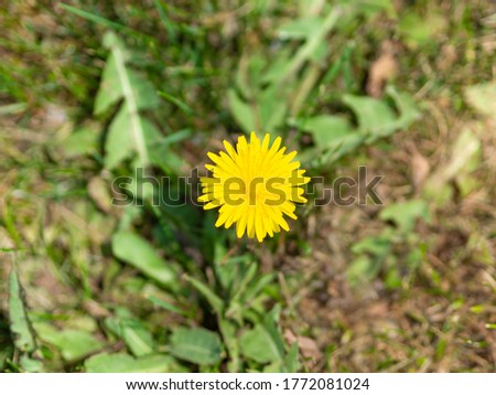 Summer concept. Yellow dandelion top view. Bright flowers dandelion on a ground