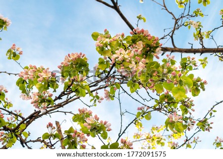 Sunny spring day green blooming garden. Beautiful pink white apple tree blossom branches. Spring flowers garden. Apple tree blossom blue background. Floral green long web banner. White flowering buds