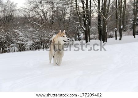 Young siberian husky dog in snow