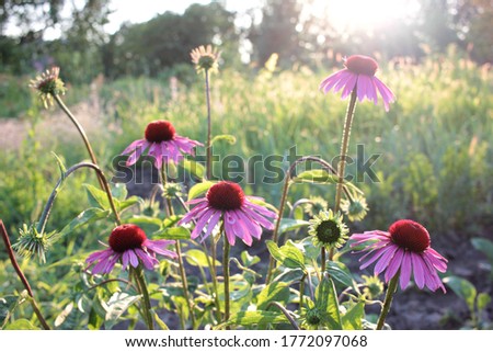 Pink echinacea flowers against the evening sun in the summer garden. Medicinal plant. Selective focus