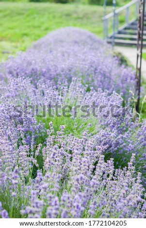 Lavender flowers on large bushes during flowering. Bright purple fragrant buds in the park. Beautiful landscape with flower fields. A walk through the botanical garden in the lavender color period.