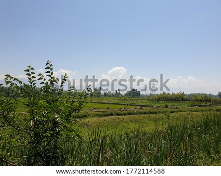 Landscape green beauty & Nursery in valley nature landscaping, natural beauty. Paddy green lands and crop fields looks beautiful summer days make it more beautiful and charming.