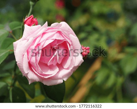 blooming pink rose and buds in green leaves garden background