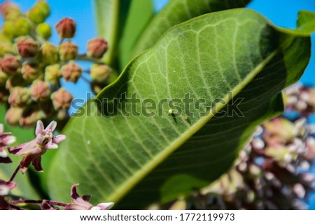 Tiny white monarch butterfly egg on milkweed leaf with blue sky and flowers in background Royalty-Free Stock Photo #1772119973