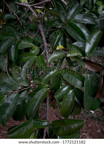 Green leaves background.Green leaves color tone dark in the morning. Environment, good air, fresh. photo concept nature and plant.