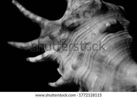 black and white seashell photography