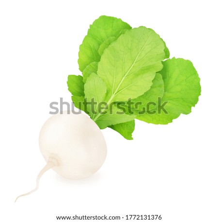 Fresh whole white turnip with leaves isolated on a white background. Clip art image for package design.