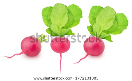 Set of fresh whole and cutted radish isolated on a white background. Clip art image for package design.