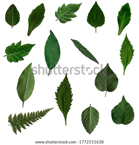 different types of plant leaves 