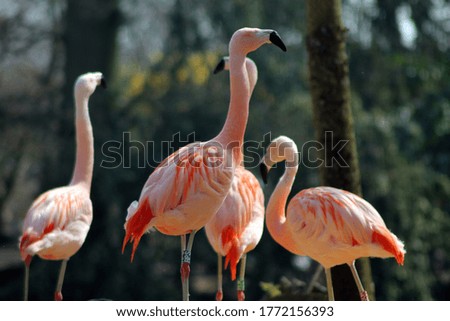 flamingos, standing in the zoo,