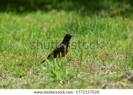 Spring Robin collecting grasses to build a nest