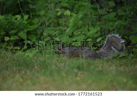 Squirrel hanging in the grass on the edge of the forest 