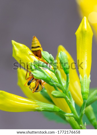 macro picture of a wasp on yellow flower buds.