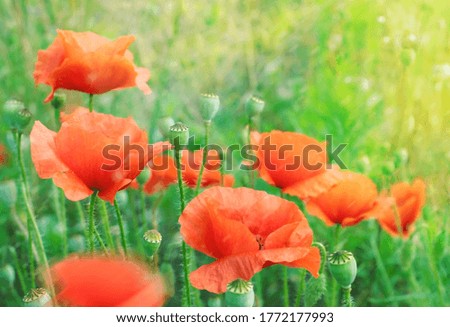 Poppies In Field In Sunny Scene stock photo