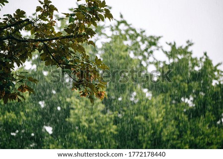 Pouring heavy rain outdoors with trees and green branches in the background