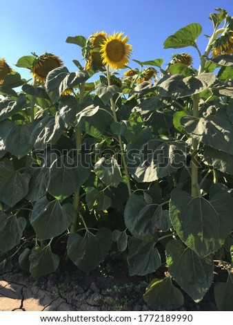 Sunflower plants in early July in Northern California