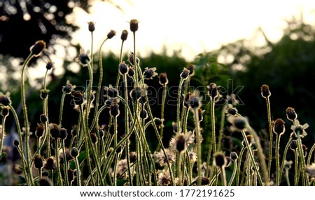 Beautiful grass flowers, blurry background