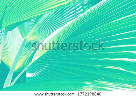 Coconut palm trees beautiful tropical background. Summer concept. Africa, island Zanzibar. Abstract striped natural background. 