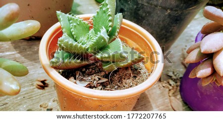 Indoor cactus HD plants stock photo