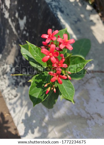 Red flowers with green leaves and petals