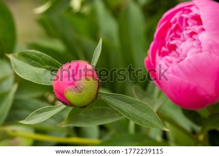 Macro photography of an ant on a peony Bud.Blooming peony flower Bud and ant