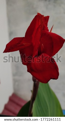 Canna or canna lily is the only genus of flowering plants in the family Cannaceae. 