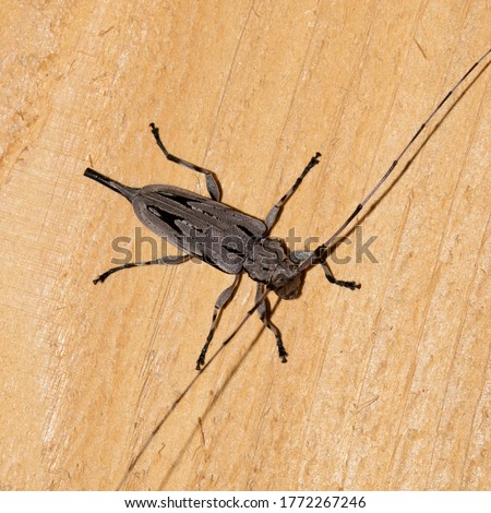 Lesser Pine Borer beetle (Acanthocinus nodosus), female on a wooden board. Species of Longhorn beetle that feeds from pine trees in the Southeast States of the USA. Royalty-Free Stock Photo #1772267246
