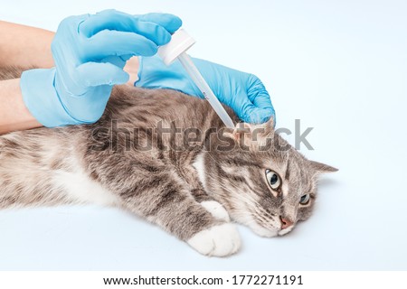 veterinarian drops medicine for ear mites or otitis to a cat at a veterinary clinic. Modern medicines for fighting parasites and bacterial infections in domestic animals Royalty-Free Stock Photo #1772271191